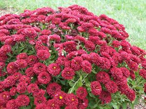 Fall Mums